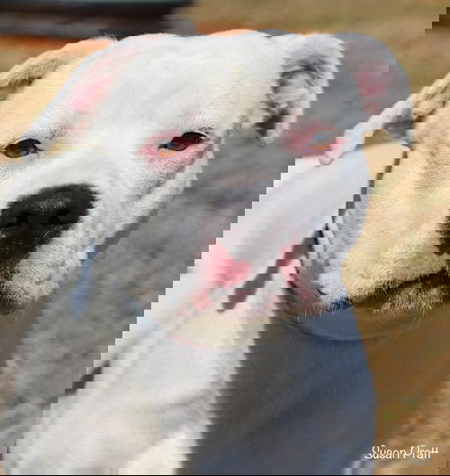 Khione