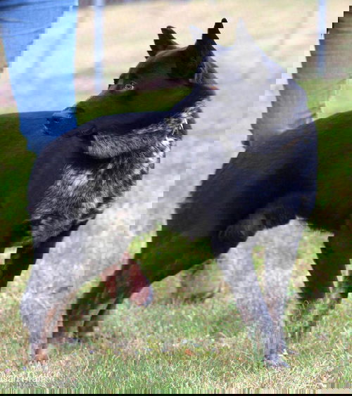Maximus