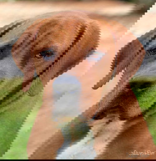 Kruger