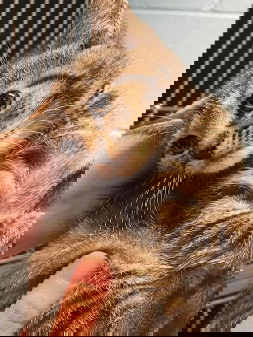 Honey