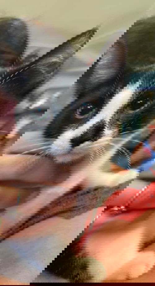 Soloman