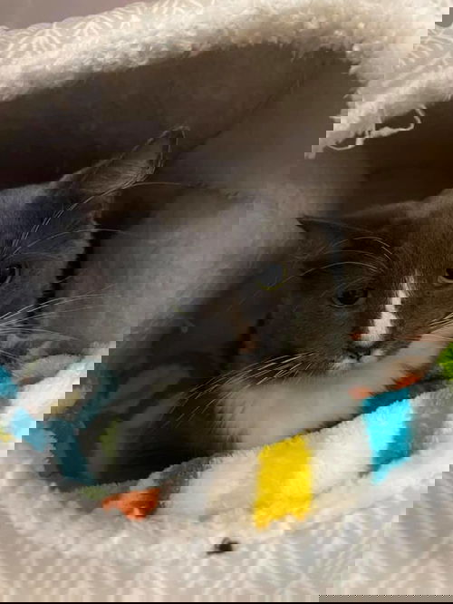 Squirrel
