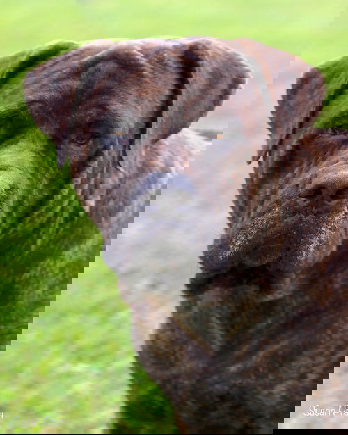 Klaus