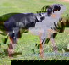 Roxie