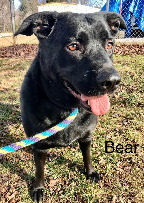 Bear