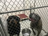 Nikko (bonded with Nina)