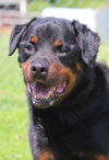 Nikko (bonded with Nina)