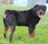Nikko (bonded with Nina)