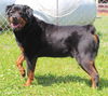 Nikko (bonded with Nina)