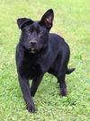 Scout