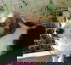 Sheena