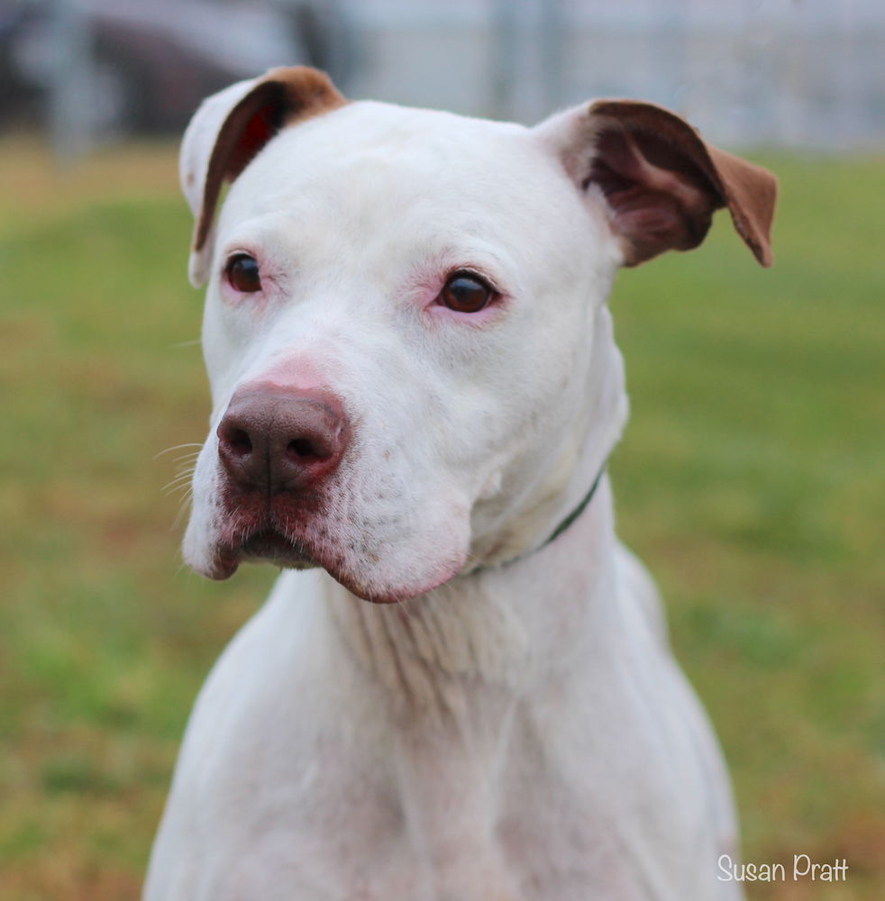 Dog for Adoption - Beyonce, a Pit Bull Terrier in Roanoke, VA | Alpha Paw