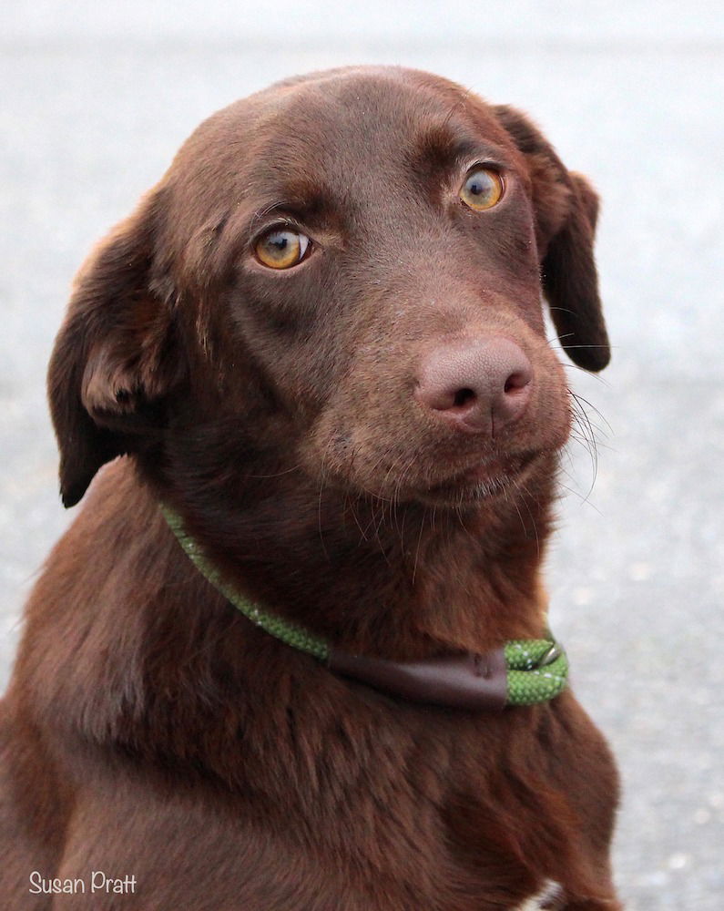 Dog For Adoption - Grady, A Labrador Retriever In Rocky Mount, VA ...