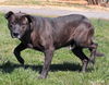 Spike