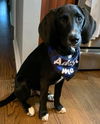 Brady