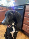 Brady