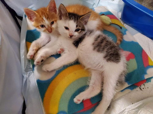Milo and Ollie