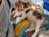 Milo and Ollie