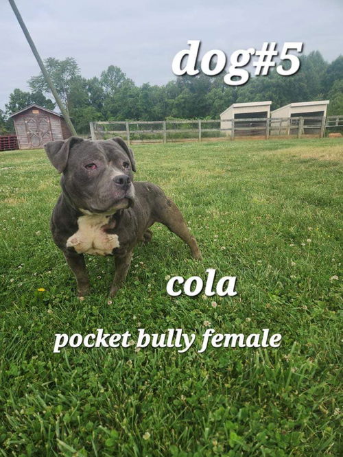 Cola