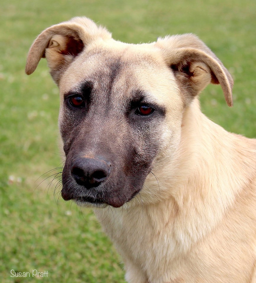 Dog for Adoption - Shamrock, a Anatolian Shepherd in Rustburg, VA ...