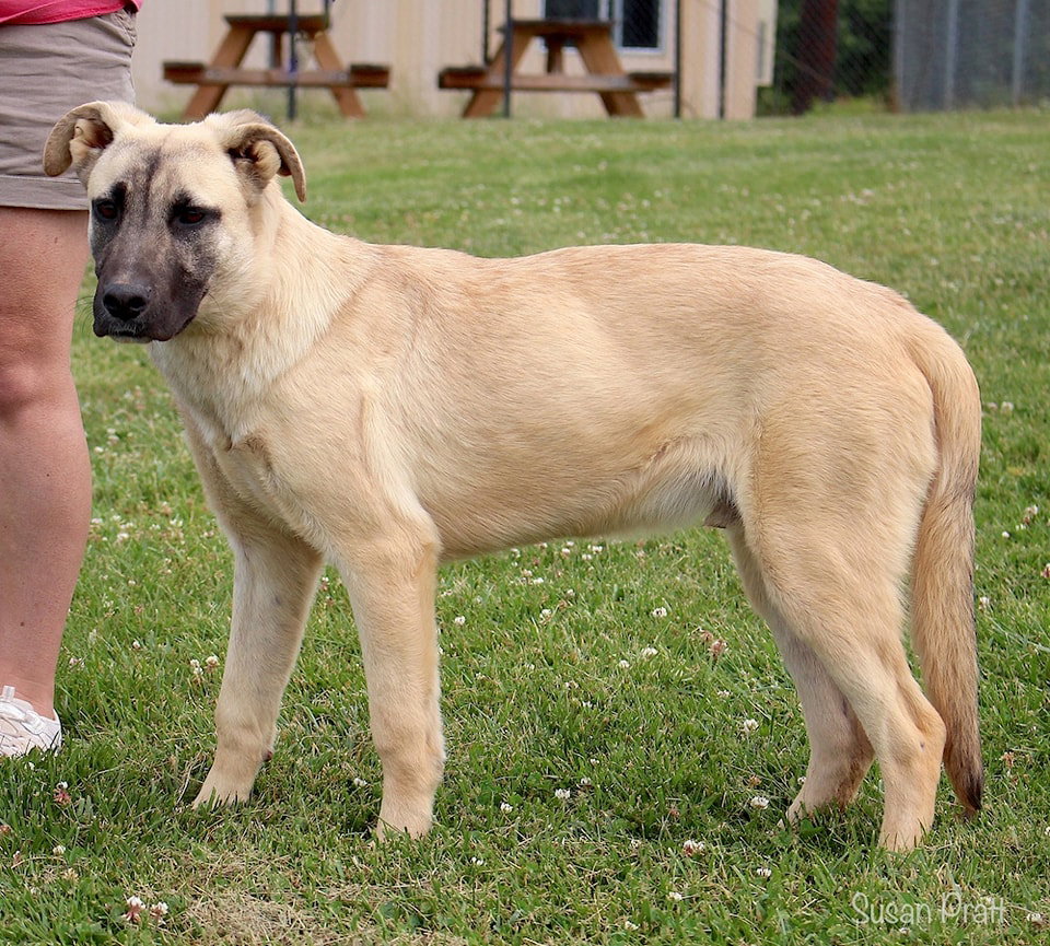 Dog for Adoption - Shamrock, a Anatolian Shepherd in Rustburg, VA ...
