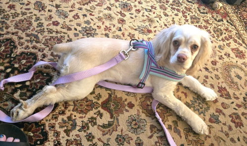picture of the dog needing adoption