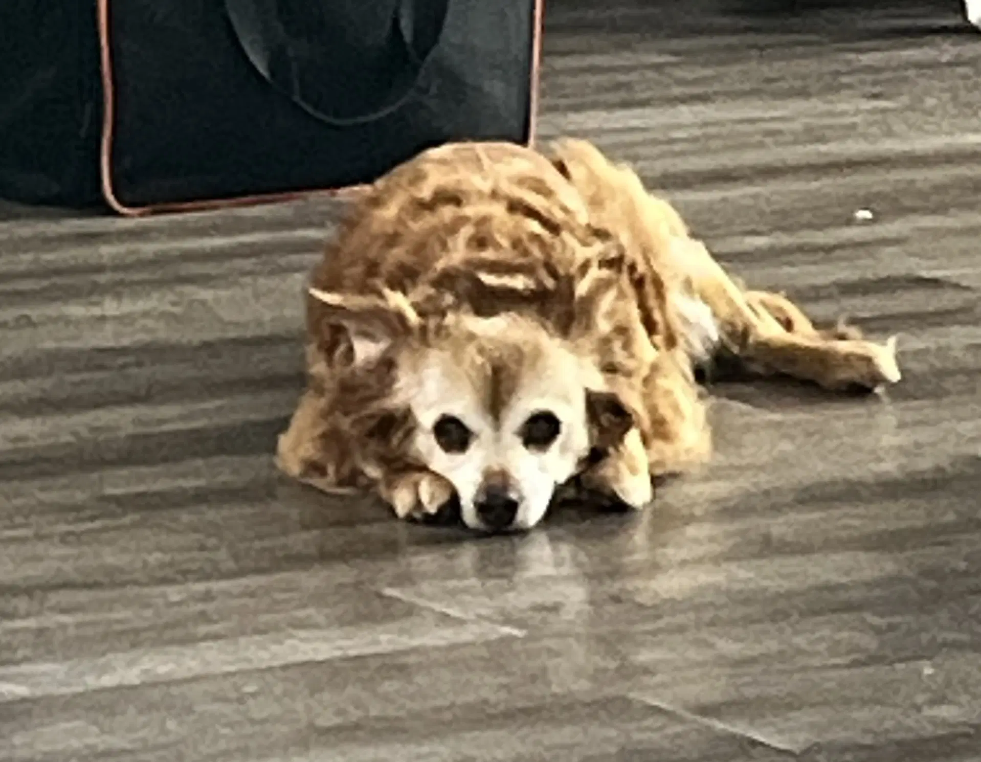 Molly - Chihuahua