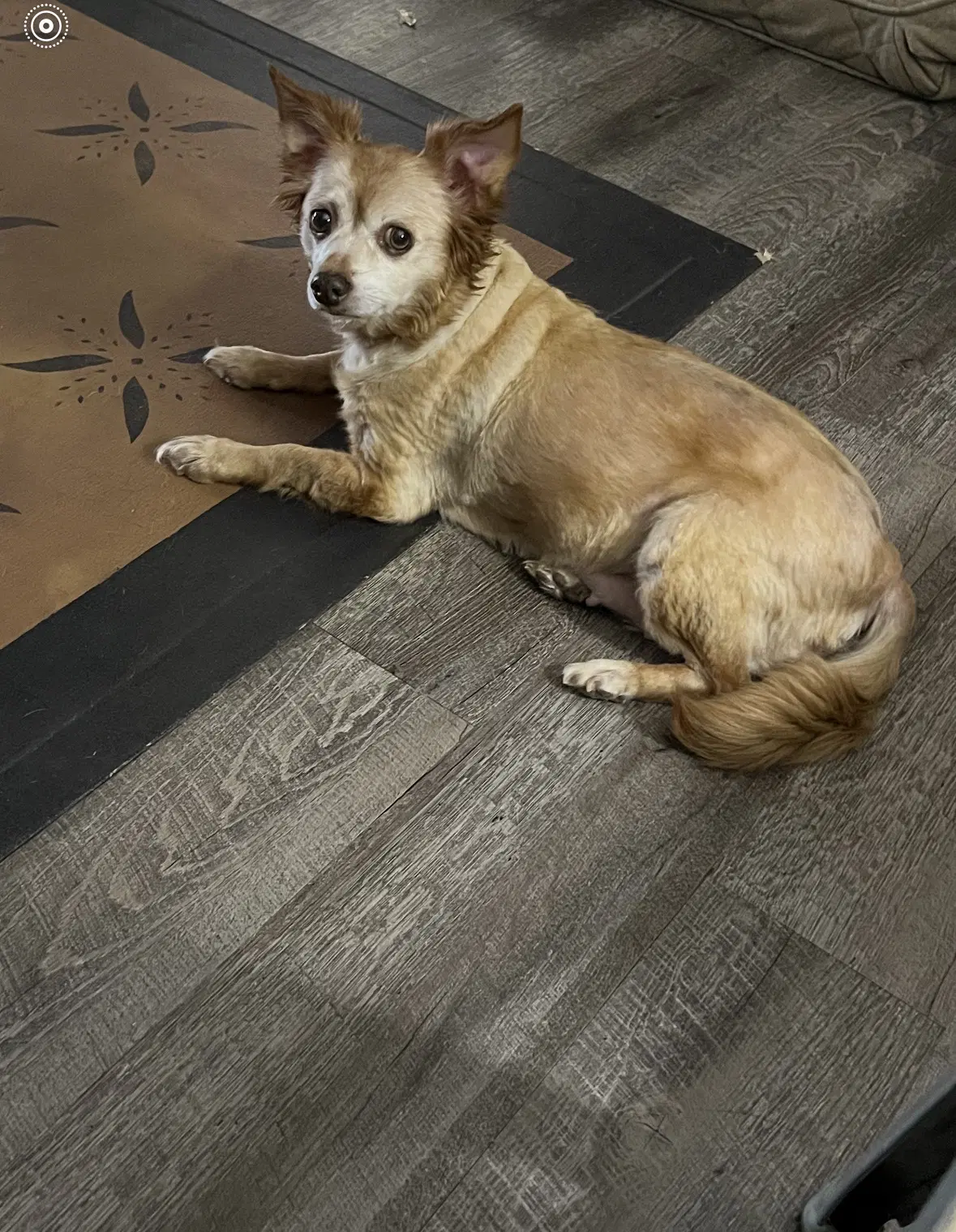 Molly image 2