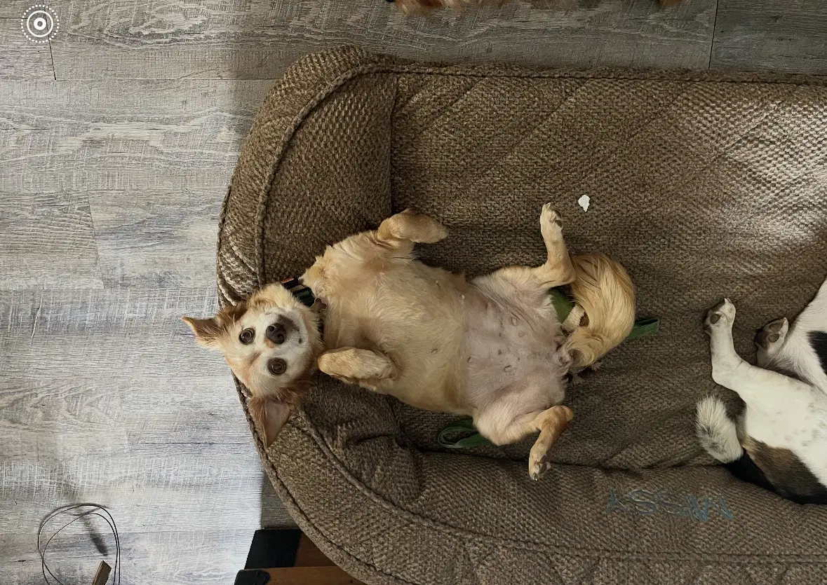 Molly image 3