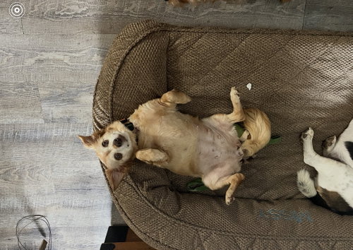 Molly, photo 3