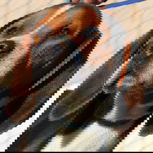 Duke