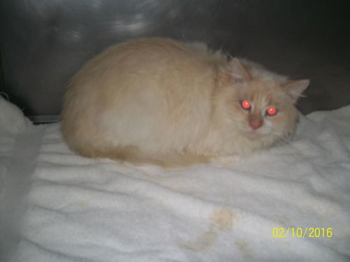 Snowball