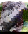 Hector