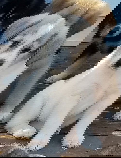 Aurora (G)