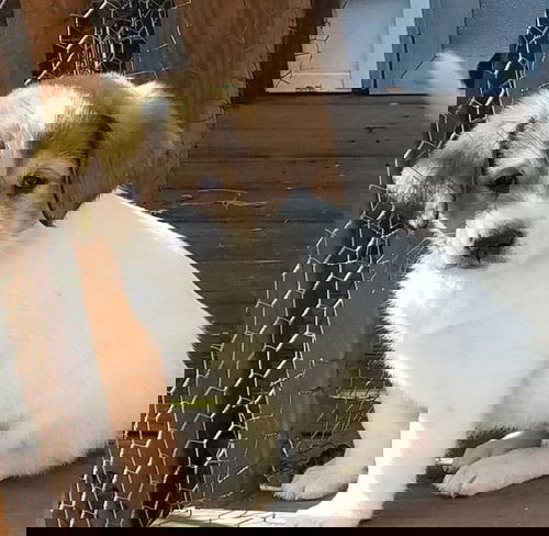 Alexa(G)