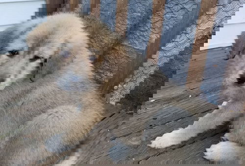 Ali (G)