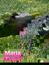 Marla