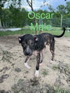 Oscar