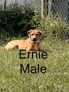 Ernie