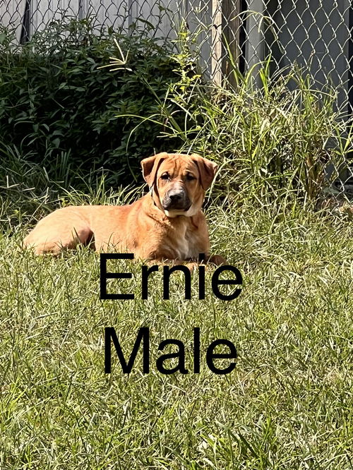 Ernie