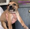 adoptable Dog in crossville, AL named Blossom
