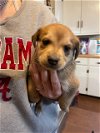adoptable Dog in crossville, AL named Kai