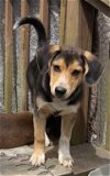 adoptable Dog in crossville, AL named Tyrion