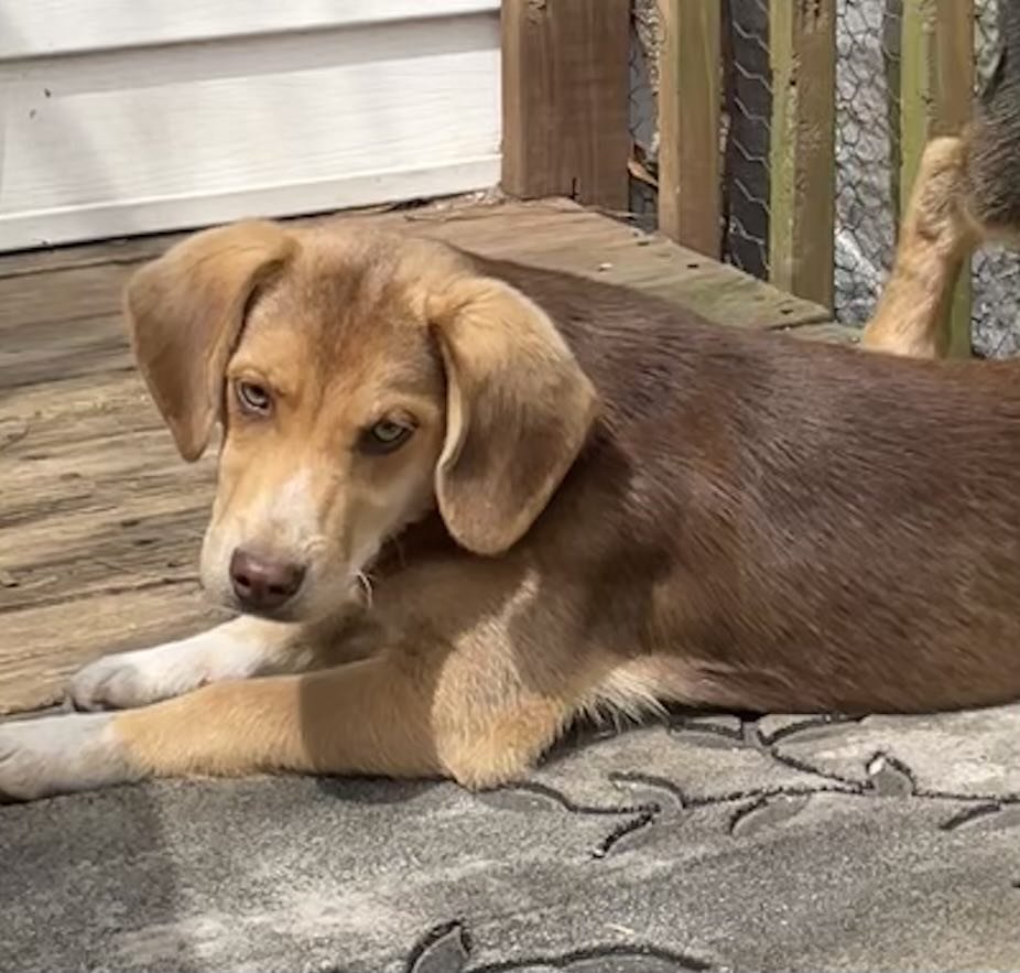 adoptable Dog in Crossville, AL named Jaime