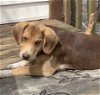 adoptable Dog in crossville, AL named Jaime