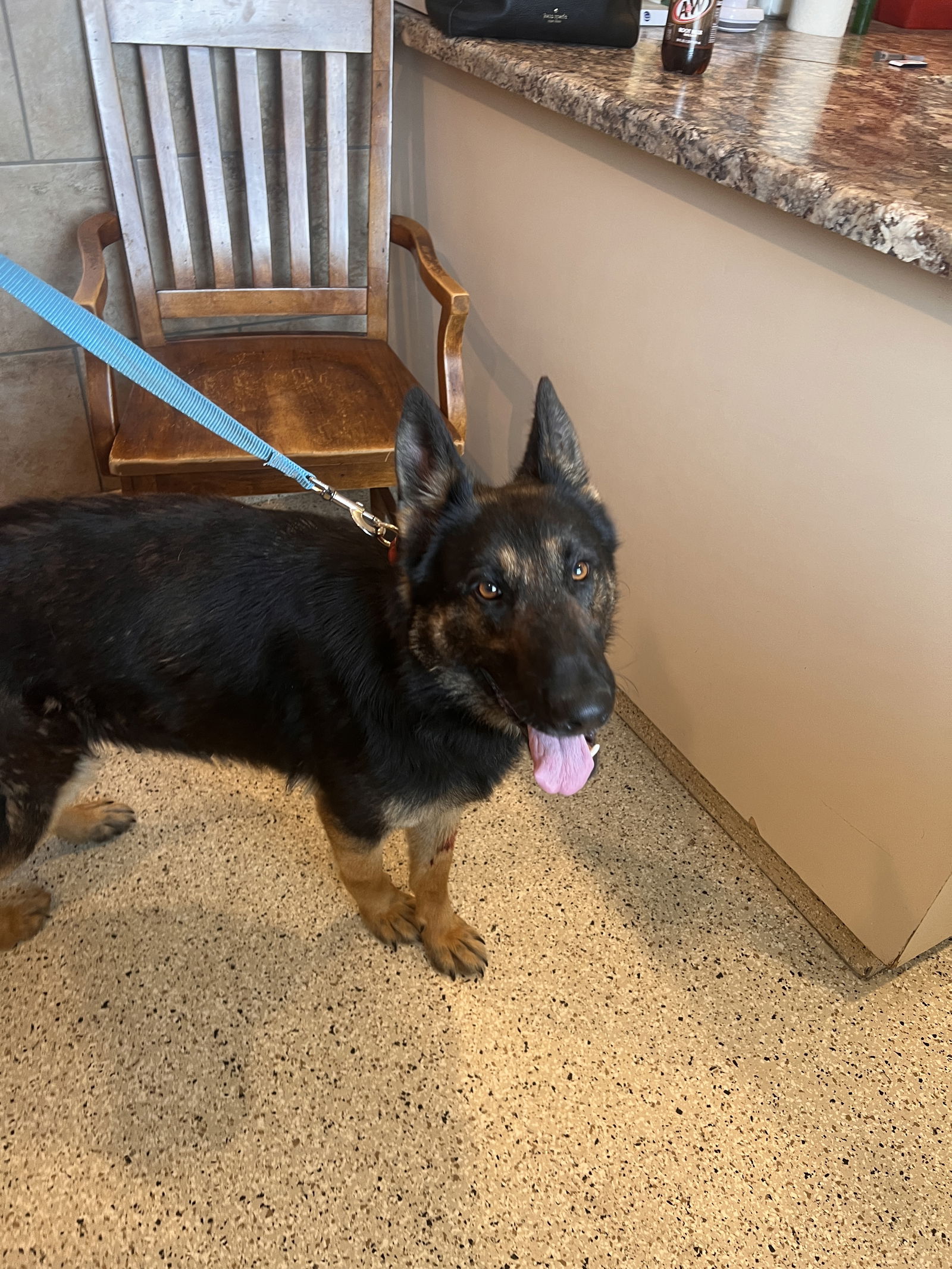 Dog for Adoption - Nina, a German Shepherd Dog in Arab, AL | Alpha Paw