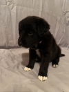 Ember