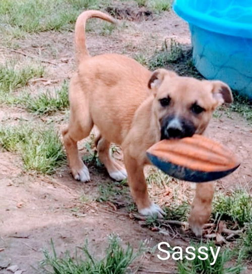 Sassy