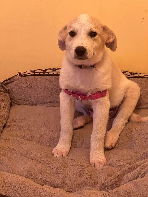 Elsa