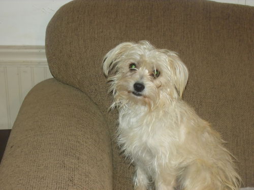 Benji